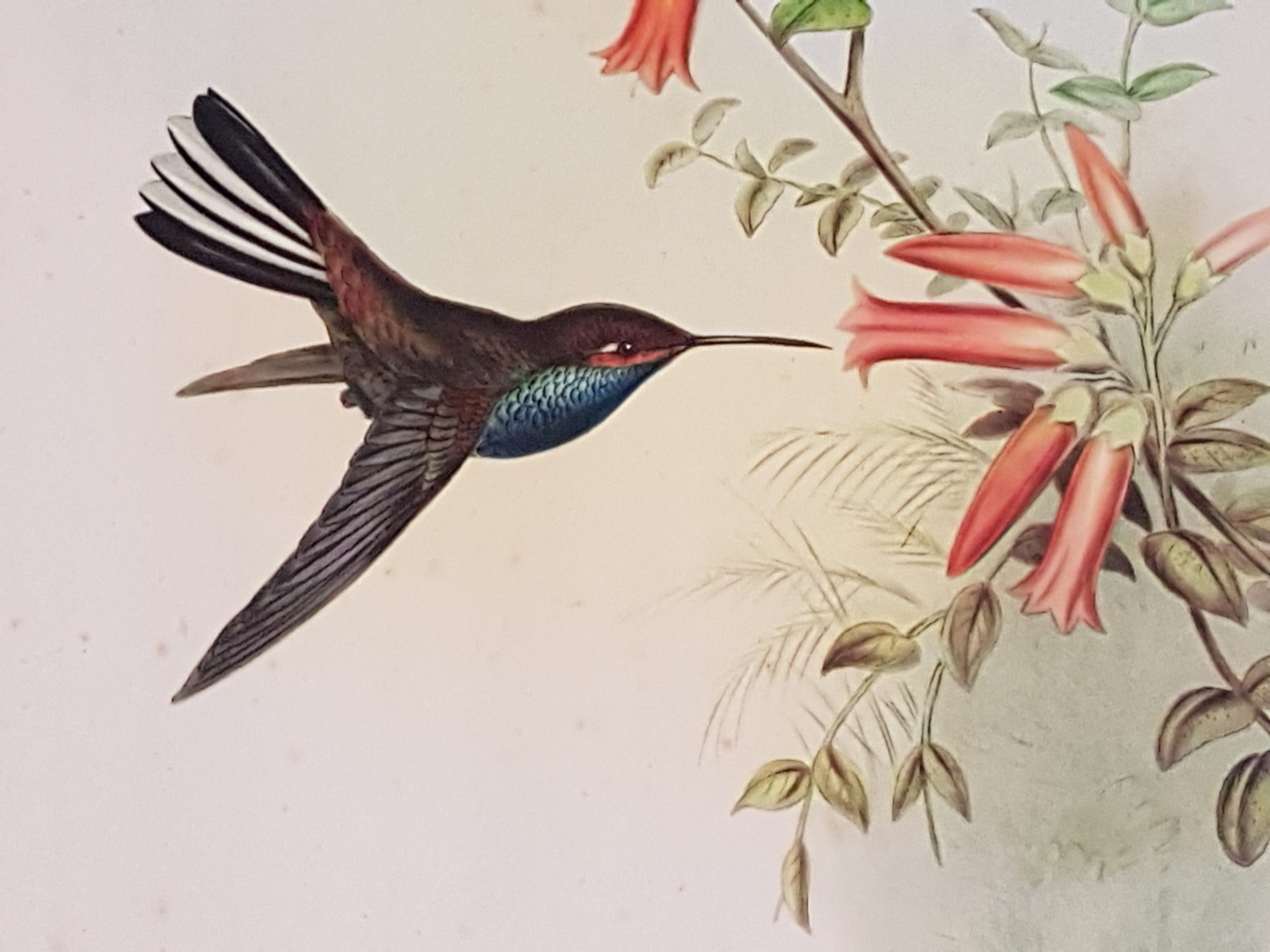 Vous avez dit Aromathérapie ?